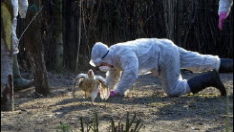 Второ огнище на H5N1 в Турция, 22-ро в Румъния