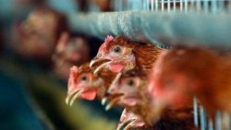 Турция се мобилизира срещу птичия грип