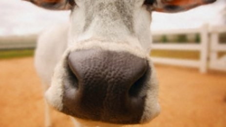 Кмет зарадва бедни съселяни с 500-килограмов добитък