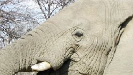 Нови слонове в зоопарка след смъртта на 55-годишната женска Сивитри