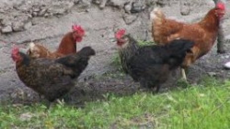 От утре купуваме живи птици по пазарите