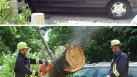 Огромно дърво се сгромоляса върху „Форд“ близо до Ректората
