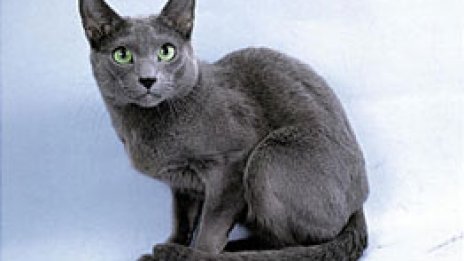 Създадоха антиалергични котки