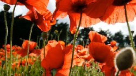 Англичани нападнаха плевенски села