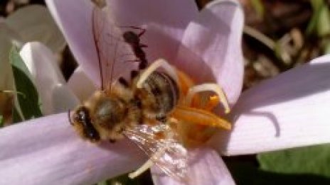 Пчела затри косач