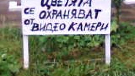 Здравец в центъра на София охраняван като тракийското съкровище