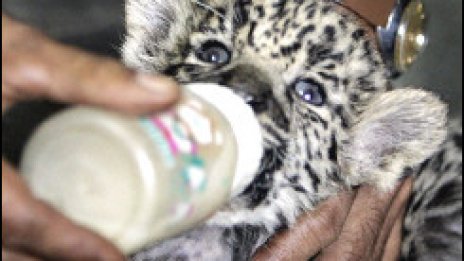 Животните в индийските зоопаркове вече няма да се размножават