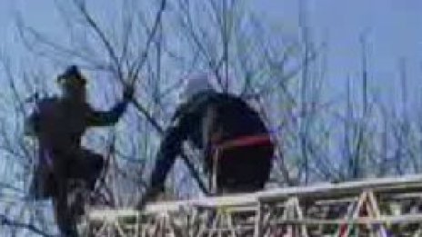Пиян кацна на дърво, свалят го с пожарникарска стълба