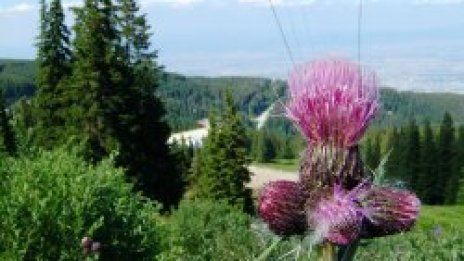 Витоша кани на рождения си ден на 28 октомври