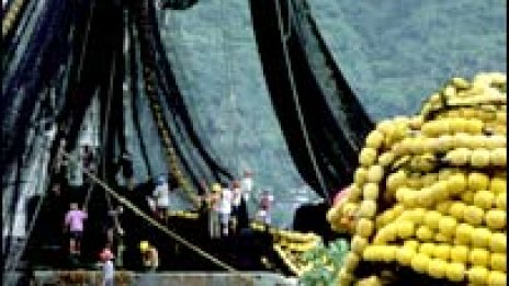 След 50 години в моретата може да не остане риба