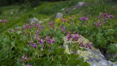 Добри са условията за туризъм в планините