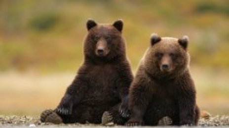 Софийският зоопарк празнува Мечкин ден