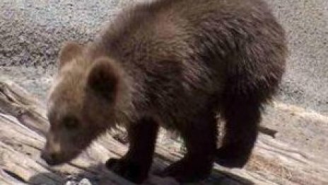 Вдигат купон за мечките в София