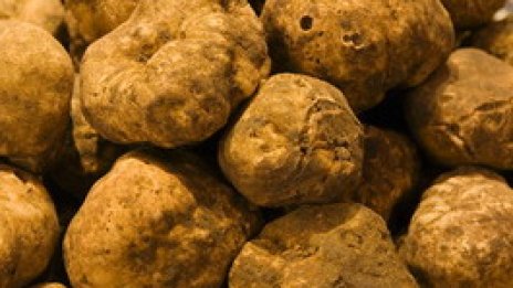 Криза! Настана бясно запасяване с трюфели за 5 хил. лв. килото