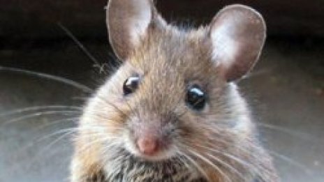 &quot;Софийска вода&quot; гони плъховете от хиляди шахти