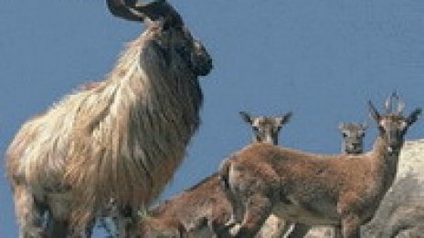 9 козирози разтърсиха грива в столичния зоопарк