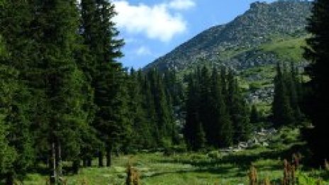 Залесяваме Витоша