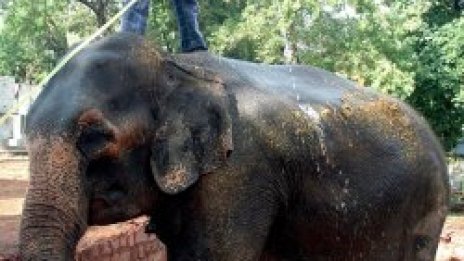 Гладен слон налага с тояга гледача си в зоопарка