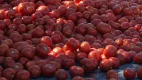 Отгледаха домати с аромат на роза и лимон