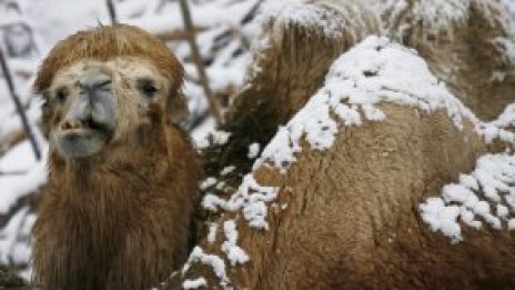 Мъртва камила на магистрала втрещи шведски полицаи
