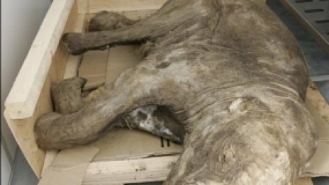 Бебе мамут на 10 000 години открито в Сибир