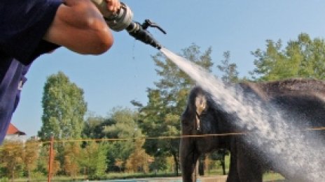 Животинките в зоопарка линеят от жега, поливат ги