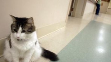 Котка-феномен предусеща смъртта