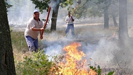 "Зелена България": Горите ни се унищожават безогледно