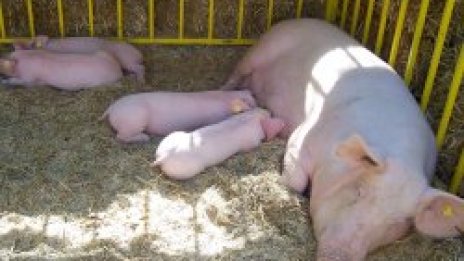 20 хиляди румънски свине под ножа заради чума