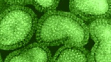 Грип "Соломон" удря България