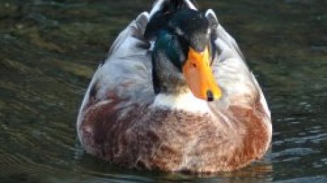 Пълнят езерото &bdquo;Ариана&ldquo;