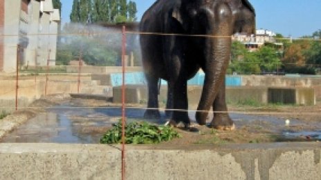 Екзотични животни отварят усти за преглед