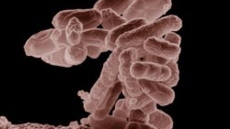 С бактериите &ndash; лошо, без тях &ndash; по-лошо