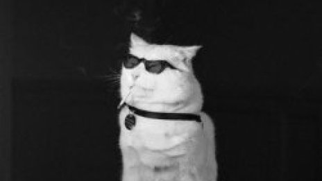 Тютюнопушенето е вредно за котките