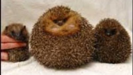 Тлъстите таралежи - на диета