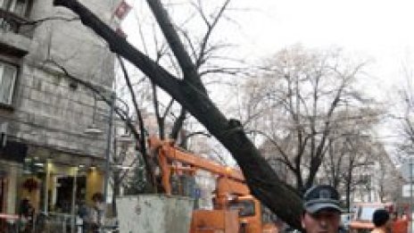 Дърво препречи &quot;Солунска&quot;