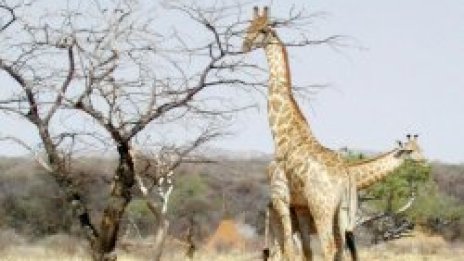 Унищожихме си и жирафите