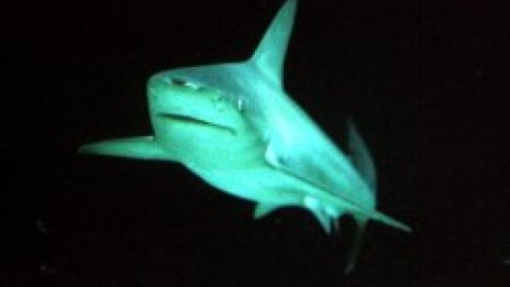 Омари и акули превземат антарктическите води