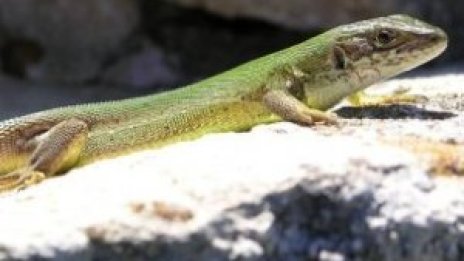 Гущеров хормон спасява диабетици