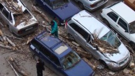 Топола се гътна връз коли