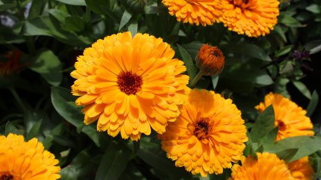 Освен че е лечебен, невенът со оказа и богат източник на протеини