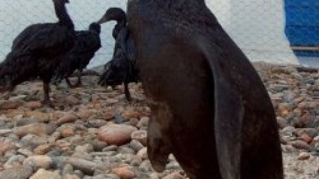 Остави другото, ама си губим пингвините