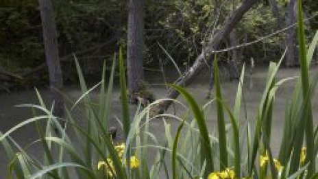 Блатата помагат на глобалното затопляне