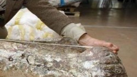 Праисторически динозавър растял бързо, за да оцелее