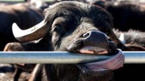 Петя стана "Мис биволица"