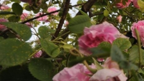 Сладки сънища