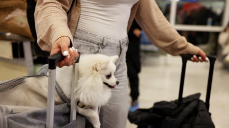 Радост в Атина: Върнаха у дома домашни любимци, евакуирани от Близкия изток ВИДЕО/СНИМКИ