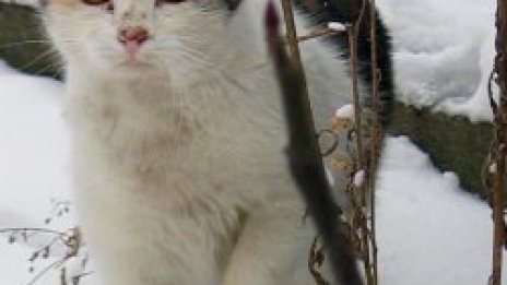 Изчезнала преди 13 години котка се върна вкъщи