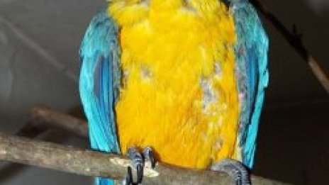 Глобалното прелитане: папагал връз папагала в Европа