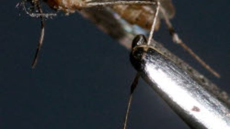 Насмукал се комар помогна да хванат крадец